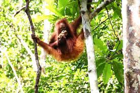 For Example Mammals Such As Orangutans In Asia Gorillas Africa Jaguars South America And Sloths Rainforest Animals Rainforest Plants Rainforest Biome
