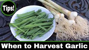 Timing is everything, they say, and with garlic harvest that's especially true. How To Harvest Garlic When Is Garlic Ready To Harvest Youtube