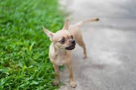 All matters being well, you could count on your diminutive companion to paste round for a long time. Miniature Pinscher Lifespan How Long Do They Usually Live