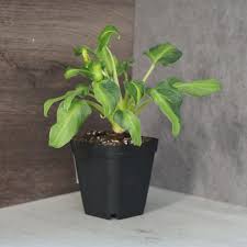 Image result for Thaumatophyllum