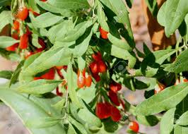 Goji berries are widely available for purchase in health food stores and online. Chinese Boxthorn Goji Berry Lycium Barbarum Deciduous Shrub Stock Photo Picture And Royalty Free Image Image 89603228
