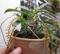 Image result for Chamaeangis