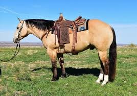 We constantly get compliments on her. 210 Cattle Horses For Sale On Equine Com Ideas Horses For Sale Horses Cattle