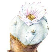 San pedro, cactus of the four winds. Cracking Cryptocacti