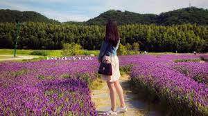 ENG SUB] 🌿 라벤더 피는 6월의 일상 (울산 카페, 태화강 국가정원 나들이 & 은하수길) June [lavender,  cafe, forest, etc.] vlog - YouTube