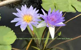 Image result for Nymphaea maculata