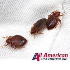 Early detection is key to protecting you. How To Kill Bed Bugs Q A With All American