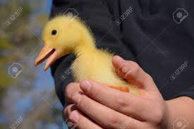 Pekins in europe, however, are very vertical in shape almost runner in carriage with very short necks. Hande Halten Baby Pekin Ente Entlein Lizenzfreie Fotos Bilder Und Stock Fotografie Image 65119932
