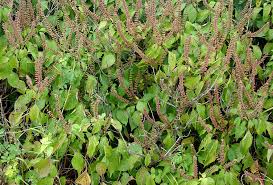 Image result for Ocimum gratissimum