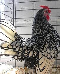 i want a farmhouse a pond some chickens beautiful chickens chickens backyard chickens and roosters