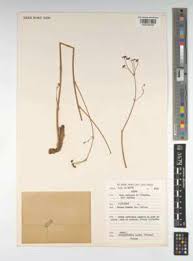 Image result for Steganotaenia hockii