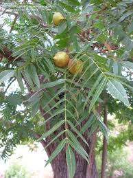 We did not find results for: Fruit Trees California Fruit Tree Identification