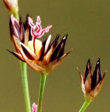 Image result for Juncus lomatophyllus