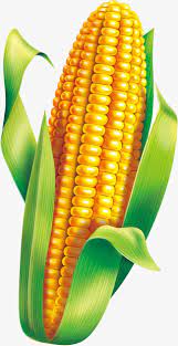 Corn Material Fruit Art Fruits Drawing Fruit Painting