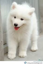 Black And White Fluffy Dog Breeds A White Husky Always Considered This But The Traditional Black White Grey Are So Pretty American Eskimo Puppy White Fluffy Puppies Samoyed Puppy