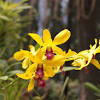 Über 4000 pflanzenarten sind im botanischen garten in kandy zu finden. Https Encrypted Tbn0 Gstatic Com Images Q Tbn And9gcsdfjoqgpqzi Lw6aoaiw25mpf Tpweyiaitggsihgn0dqt Qh Usqp Cau