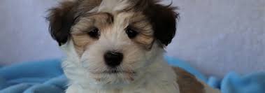 Havanese puppy for sale near missouri, springfield, usa. Health Guarantee Akc Havanese Puppies Kate S Puppies