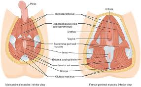 The levator ani muscles consist of three. Your Pelvic Floor What Is It Good For