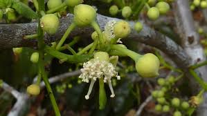 Resultado de imagen de swartzia leptopetala
