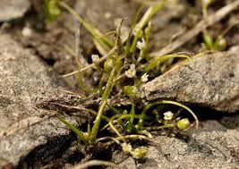 Image result for Subularia monticola
