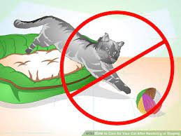 How To Care For Your Cat After Neutering Or Spaying Kitten Care Cat Neutering Pet Clinic