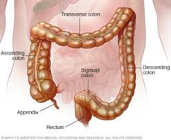 It is most commonly used to introduce a list,. Ulcerative Colitis Symptoms And Causes Mayo Clinic