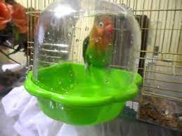 muhabbet kuslari yikanir mi ajanimo