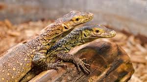 Monitor lizard vs comodo dragon. A Komodo Dragon With No Male Partner Gave Birth To Three Hatchlings Cnn