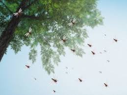 Watch where they return to as that will be the location of their nest. Simple Ways To Locate An Ant Nest With Pictures