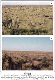 Image result for Sporobolus bechuanicus