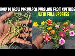 Still, if you take your cuttings from a healthy rose plant and follow the proper steps to root them, your. How To Grow Portulaca Purslane From Cuttings Full Updates Youtube Moss Rose Flower Portulaca Flowers Portulaca Flowers How To Grow