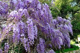 It S Wysteria Time Again My Arbor Is Showing The First Buds Can T Wait Beautiful Gardens Garden Pictures Posy