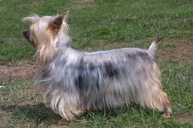 Shipping and delivery available, call for more information. Australian Silky Terrier Breeders Links And Breed Information On Pups4sale Com Au