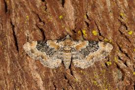 Image result for Eupithecia pulchellata