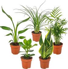Vuoi una pianta allungata ed elegante? 5x Mix Easy Care Piante Da Interno Chamaedorea Sansevieria Clusia Stromante Asplenium O12 Cm H35 Cm Garden Center Jardinitis