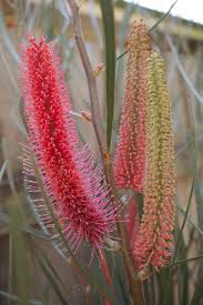 Image result for Hakea