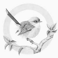 Cute Bird On Branch Drawing This Is A Cute Little Superb Fairy Wren Artist Clare Mccartney On Instagram Bird Drawings Animal Drawings Bird Art