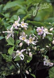 Check spelling or type a new query. Jelitto Staudensamen Clematis Stans Portion En