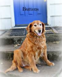 Akc registered, 1 year genetic health guarantee, shots up to date with complete health papers, leach, toys,et. Akc Golden Retriever Webb S Wold Kennels