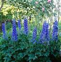 How to Plant and Grow Delphiniums