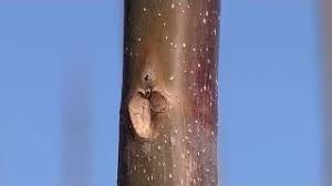 Павло́вния продолговатая, или павло́вния удлинённая — вид растений рода павловния (paulownia) семейства павловниевые (paulowniaceae). Derevo Pavlovniya Opisanie Spravochnik Dachnika