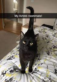 40 Hilarious Cat Snapchats That Will Leave You With The Biggest Smile Cute Animals Cute Cats Animals