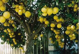 If you can't find what you are looki The Forbidden Fruit Grapefruit Ferrebeekeeper