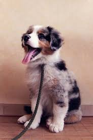 Top 5 Healthiest Dog Breeds Cute Animals Cute Dogs Animals