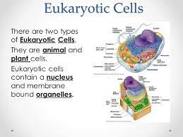 Check spelling or type a new query. Cell Organelle Notes Eukaryotic Cells There Are Two Types Of Eukaryotic Cells They Are Animal And Plant Cells Eukaryotic Cells Contain A Nucleus And Ppt Download