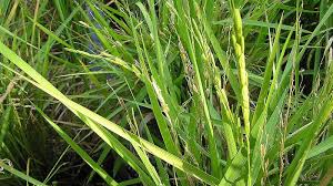 Image result for Oryza barthii