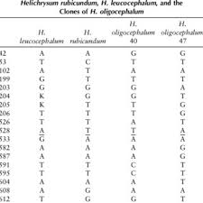Image result for Helichrysum maranguense