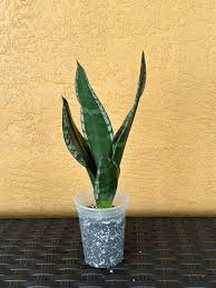 Image result for Sansevieria dooneri