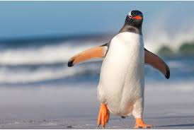 Our galapagos penguin digital adoption pack includes a downloadable fact file full of information about these iconic species, as well as two digital certificates. Penguin Wild Republic