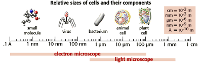 studying cells tutorial